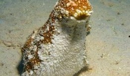 妖怪爆料海参视频播放,妖怪视角下的神秘生物奇观